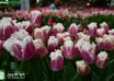 Tulipa Hawaii (2)
